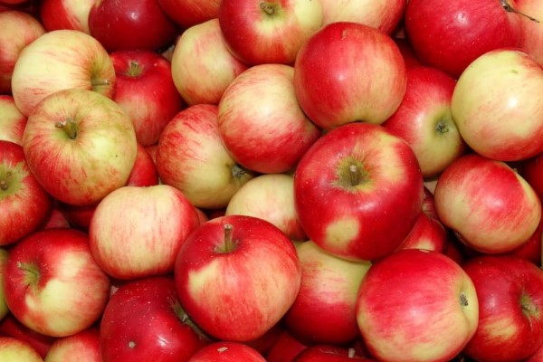 تصویر 5 از خرید و قیمت سیب ریز ترش + فروش صادراتی